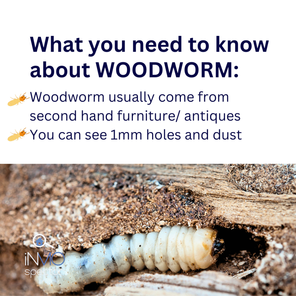 where do woodworm come from
