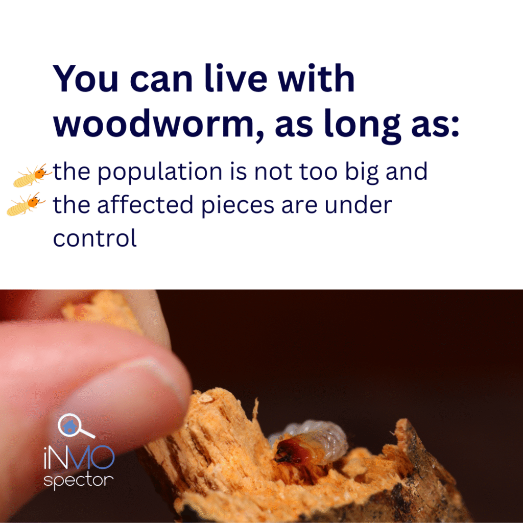 woodworm carcoma polilla holzwurm