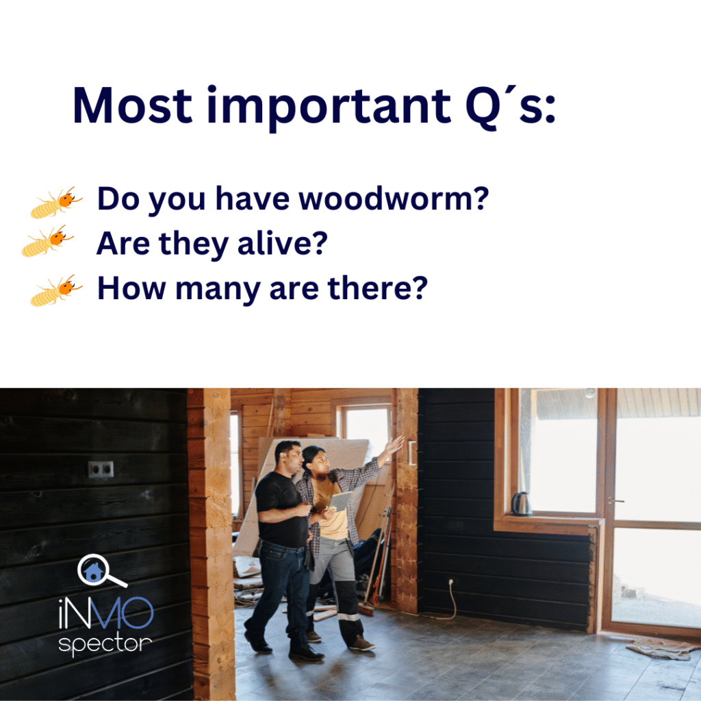 Woodworm – what to do