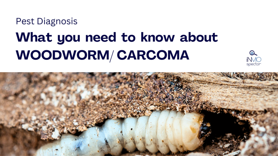 Detect and treat Woodworm