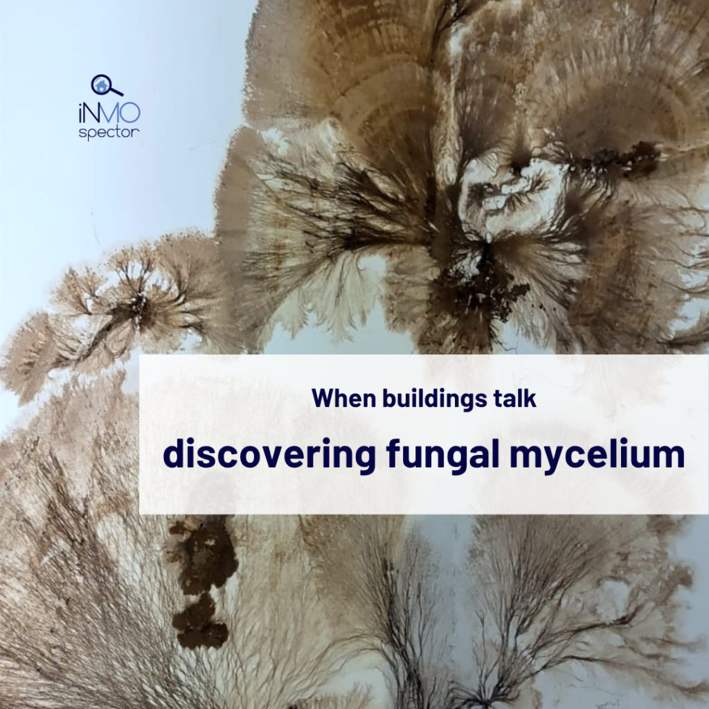 fungal mycelium